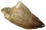 Fossil Mosasaur (Prognathodon) Tooth - Morocco #259987-1